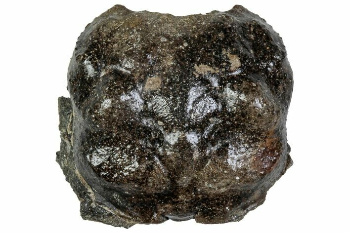 Cretaceous Crab (Dakoticaucer) Fossil - Mississippi #315734